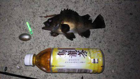 メバリング　ＮＯ．２